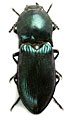 Selatosomus amplicollis