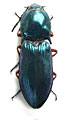 Selatosomus amplicollis