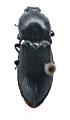 Selatosomus armeniacus