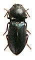 Selatosomus caucassicus