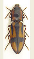 Selatosomus cruciatus