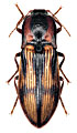 Selatosomus cruciatus