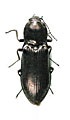 Selatosomus grandis