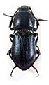 Selatosomus informis