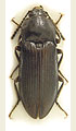 Selatosomus latissimus