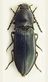 Selatosomus melancholicus