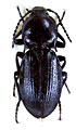 Selatosomus mirificus