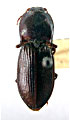 Selatosomus pecirkanus