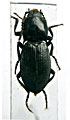 Selatosomus persimilis