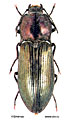 Selatosomus puberulus