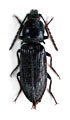 Selatosomus punctatissimus