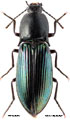 Selatosomus puncticollis