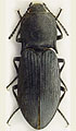 Selatosomus punctipennis