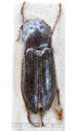 Selatosomus reitteri