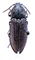 Selatosomus salebrosus