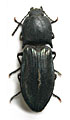 Selatosomus songoricus