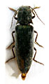 Senodonia brancuccii