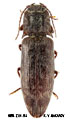 Senodonia sculpticollis