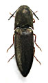 Sericus fujisanus