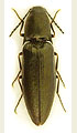 Sericus subaeneus