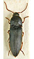 Silesis atramentarius