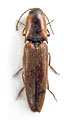 Simodactylus janmari