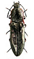 Sinophotistus basumensis