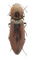 Sinophotistus rufopilosus