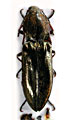 Sinophotistus sichuanensis