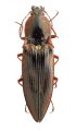 Sinophotistus spinosulus