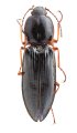 Sinophotistus sulcatoides