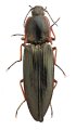 Sinophotistus yunnanensis