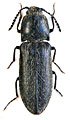 Solskyana hirta