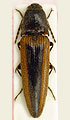 Spheniscosomus bertrandi