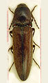 Spheniscosomus ignotus