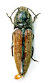 Spheniscosomus svandai