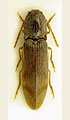 Stenagostus rhombeus