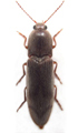 Stenagostus rhombeus