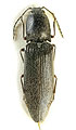 Stenagostus rosti