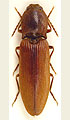 Stenagostus rufus