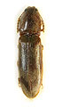 Stenagostus umbratilis
