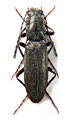 Tarnawskianus becvari