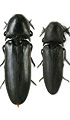 Tetrigus cyprius