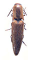 Tinecus burmasiamensis