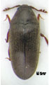 Trixagus carinifrons