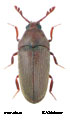 Trixagus carinifrons