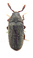 Trixagus carinifrons