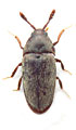 Trixagus elateroides