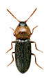 Tropihypnus bimargo