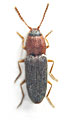 Tropihypnus petrae